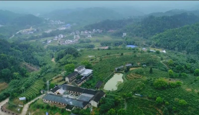 有关于六堡镇:茶旅融合走出乡村振兴新路子的内容(12)