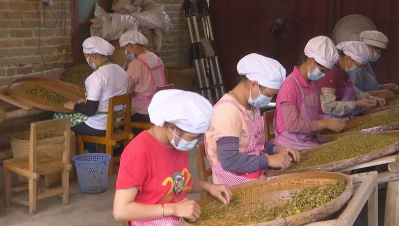 有关于六堡镇:茶旅融合走出乡村振兴新路子的内容(6)