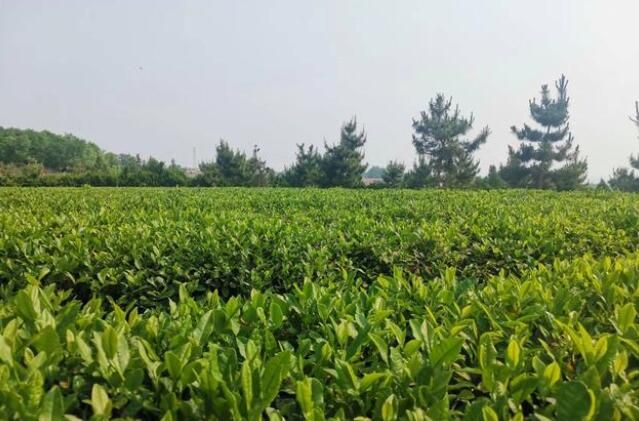 关于日照碧螺山绿茶茶园的茶树长得如何的消息