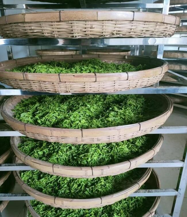 关于日照碧螺山绿茶茶园的茶树长得如何的消息(3)
