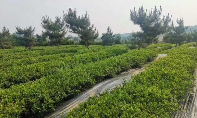 关于日照碧螺山绿茶茶园的茶树长得如何的消息(1)