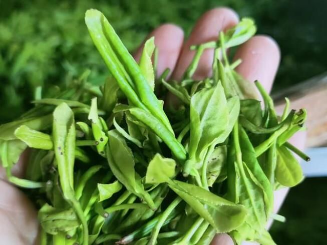 关于日照碧螺山绿茶茶园的茶树长得如何的消息(2)