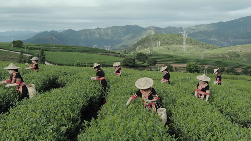 关于宁德市第十届茶王赛开赛，福鼎茶企包揽两大茶王的消息(14)