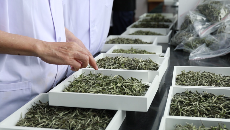 关于宁德市第十届茶王赛开赛，福鼎茶企包揽两大茶王的消息(7)