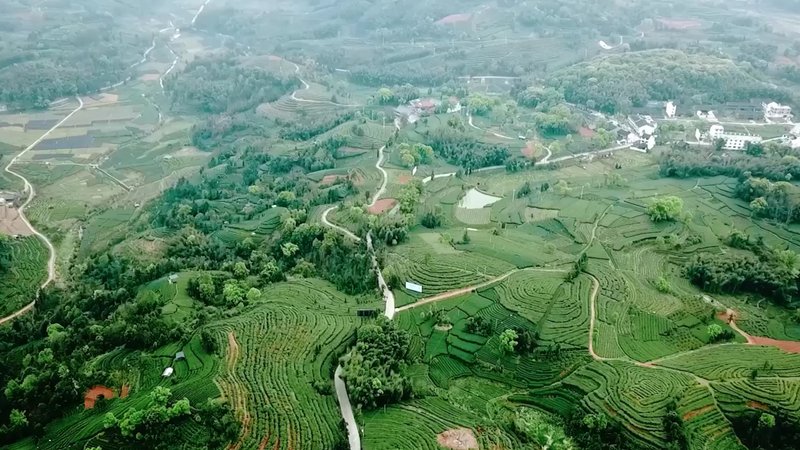关于宁德市第十届茶王赛开赛，福鼎茶企包揽两大茶王的消息(13)