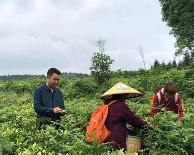 关于瓮安“乡土人才”冉涛：把一片茶叶做成一个产业的相关信息(2)