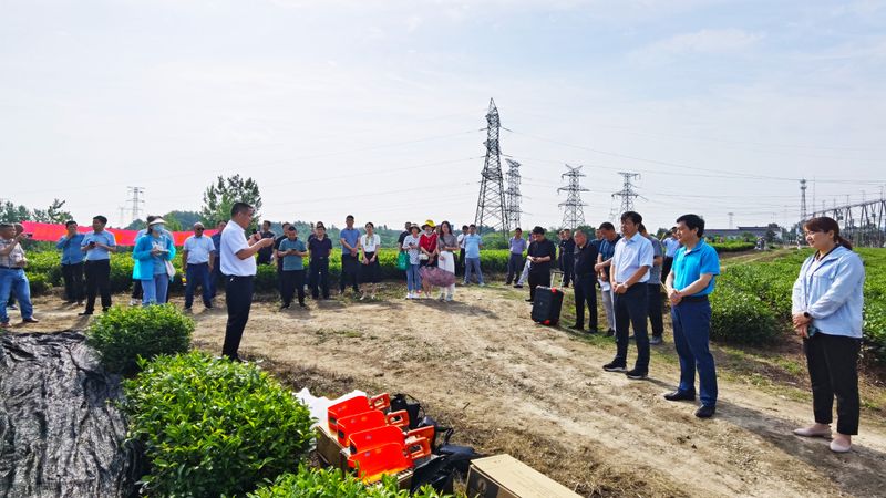 关于舒城县召开“两强一增”机械化采茶暨夏秋茶生产现场会的相关内容(4)