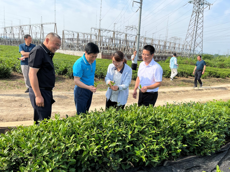 关于舒城县召开“两强一增”机械化采茶暨夏秋茶生产现场会的相关内容(5)