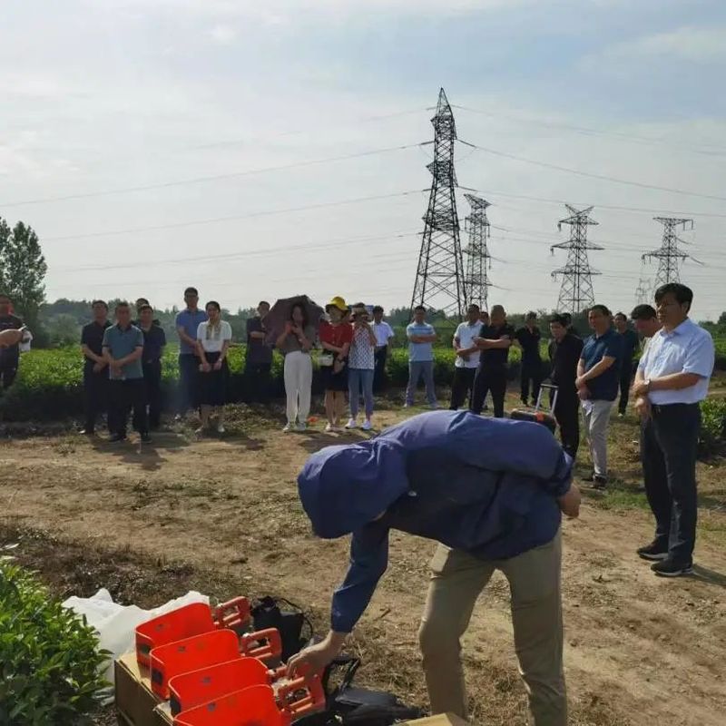 关于舒城县召开“两强一增”机械化采茶暨夏秋茶生产现场会的相关内容(10)