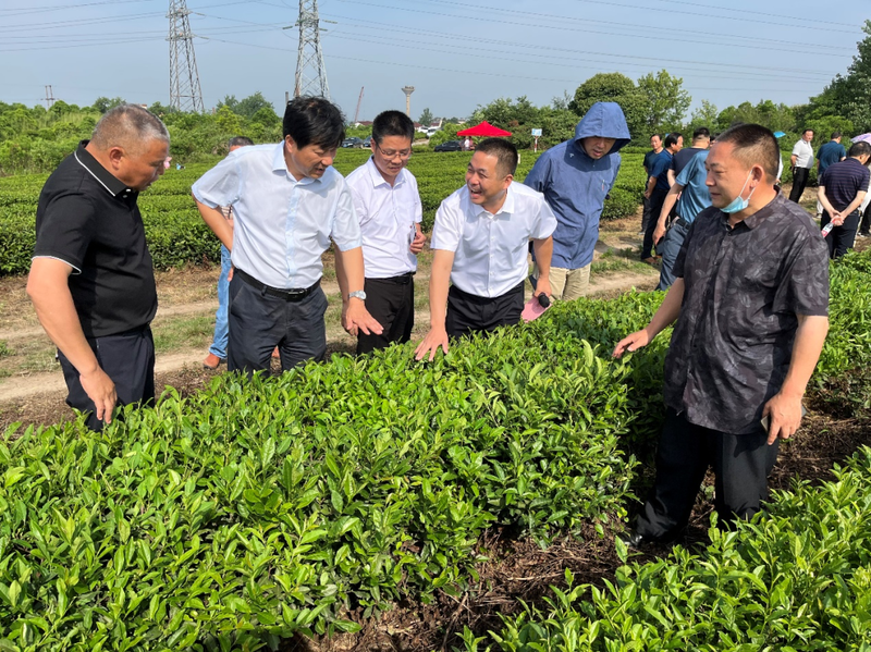 关于舒城县召开“两强一增”机械化采茶暨夏秋茶生产现场会的相关内容(6)
