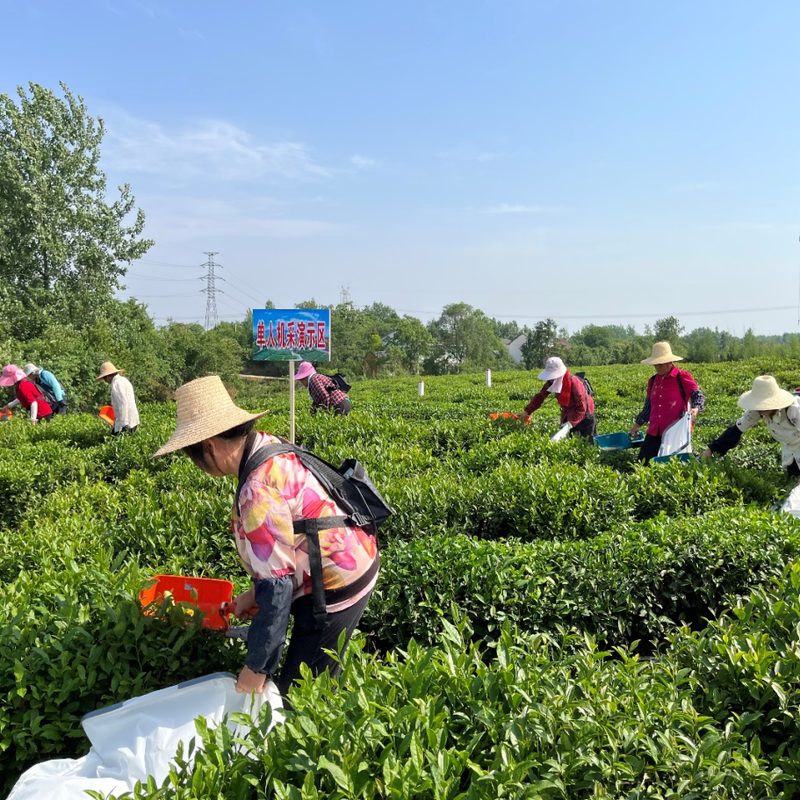 关于舒城县召开“两强一增”机械化采茶暨夏秋茶生产现场会的相关内容(11)