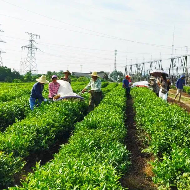 关于舒城县召开“两强一增”机械化采茶暨夏秋茶生产现场会的相关内容(12)
