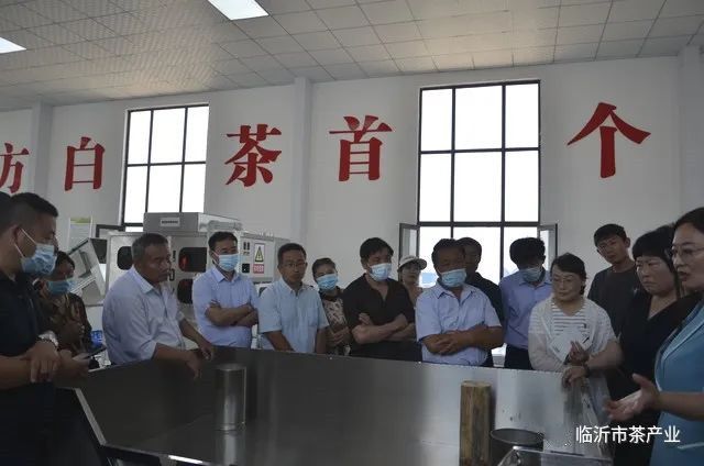 有关于临沂市食协茶产业专业委员会开展沂蒙山白茶生产工艺培训活动的相关内容(2)