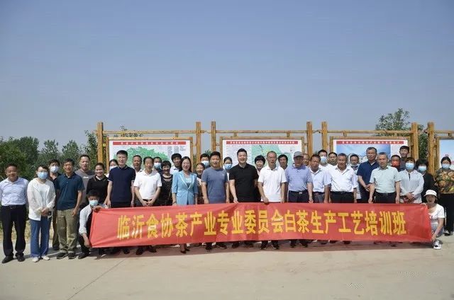 有关于临沂市食协茶产业专业委员会开展沂蒙山白茶生产工艺培训活动的相关内容(6)