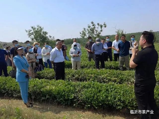 有关于临沂市食协茶产业专业委员会开展沂蒙山白茶生产工艺培训活动的相关内容(1)