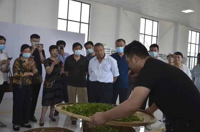 有关于临沂市食协茶产业专业委员会开展沂蒙山白茶生产工艺培训活动的相关内容(3)