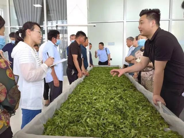 有关于临沂市食协茶产业专业委员会开展沂蒙山白茶生产工艺培训活动的相关内容(4)