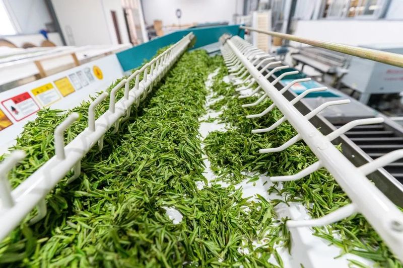 有关于科技颠覆生活,罗源场让“千年茶饮”焕发新的生机的资讯(4)