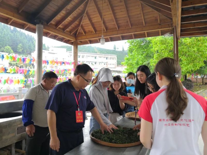 关于梧州市政协调研组到六堡镇开展“茶文化和文旅融合、六堡茶公共品牌建设”专题调研的信息