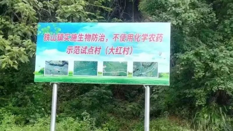 关于南平首个整村茶园不使用化学农药“示范村”的相关内容