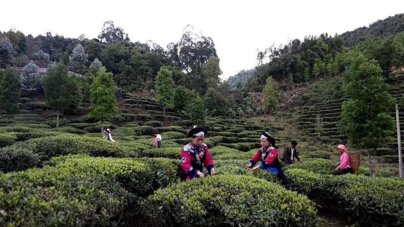 有关于绿春县以“茶”惠农，盘活村集体经济的新闻(4)