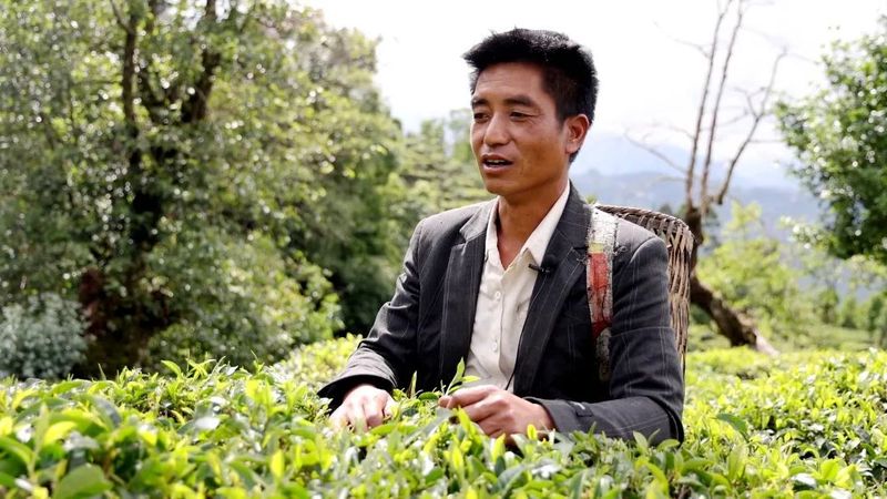 有关于绿春县以“茶”惠农，盘活村集体经济的新闻(6)