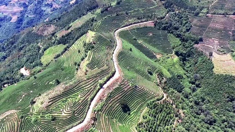 有关于绿春县以“茶”惠农，盘活村集体经济的新闻(7)