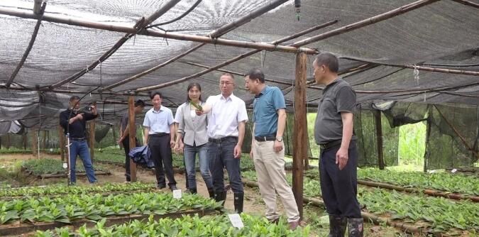 关于白毛茶产业发展协调指挥部到三江口镇调研白毛茶产业发展情况的最新消息(1)