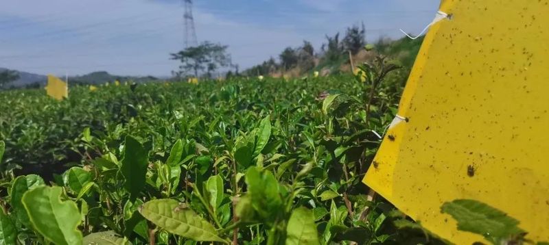 关于这样的日照绿茶!我辈该当如何?的信息