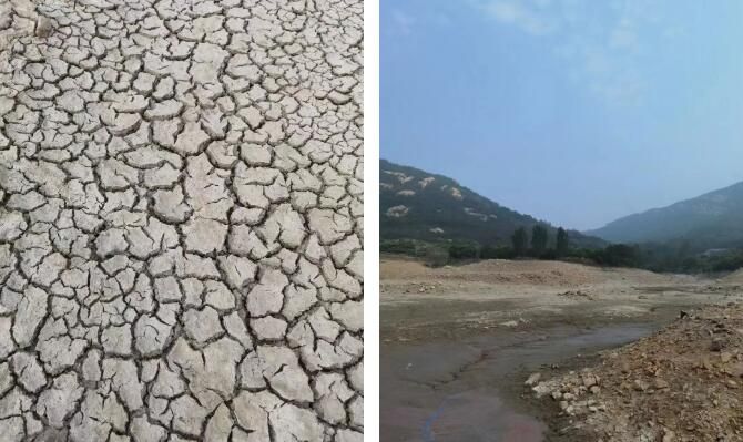 关于这样的日照绿茶!我辈该当如何?的信息(1)