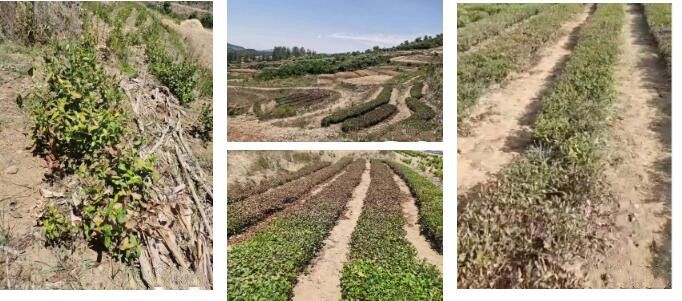 关于这样的日照绿茶!我辈该当如何?的信息(2)