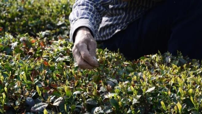 关于这样的日照绿茶!我辈该当如何?的信息(3)