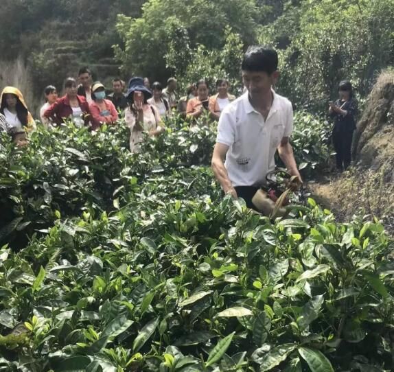 关于新河村：开展夏季茶园管理培训 促茶农增收的相关内容(3)