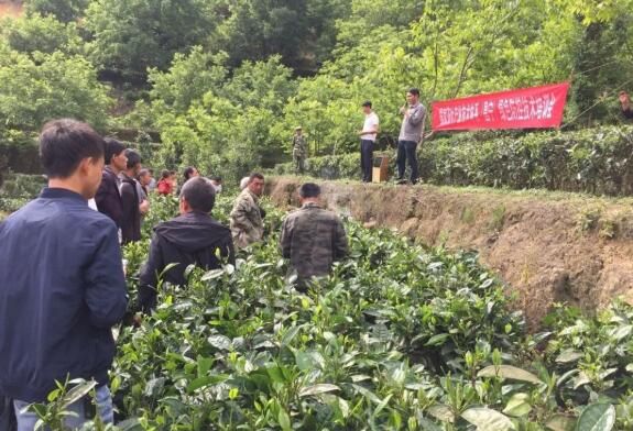 关于新河村：开展夏季茶园管理培训 促茶农增收的相关内容(2)