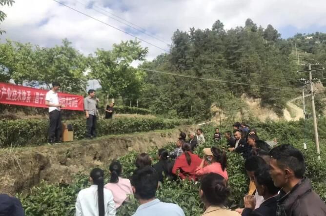 关于新河村：开展夏季茶园管理培训 促茶农增收的相关内容