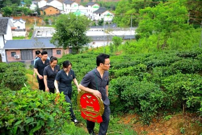 关于广西苍梧县法院“法律服务团”护航六堡茶产业发展纪事的新闻
