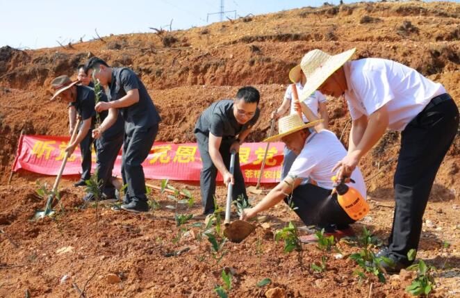 关于广西苍梧县法院“法律服务团”护航六堡茶产业发展纪事的新闻(4)
