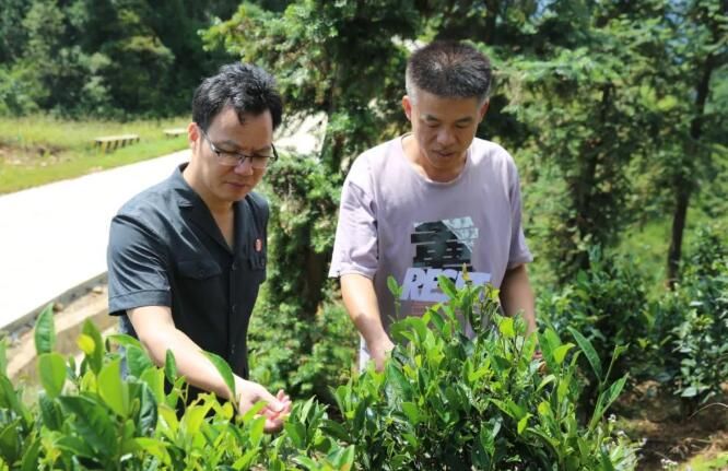 关于广西苍梧县法院“法律服务团”护航六堡茶产业发展纪事的新闻(9)