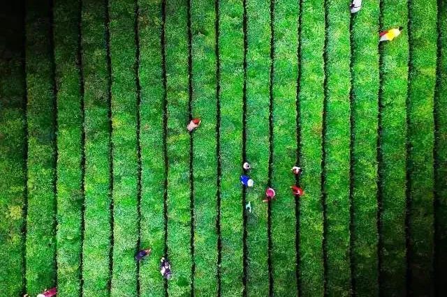 关于目标百亿!英山奋力擦亮“大别山生态名茶”金字招牌的资讯(2)