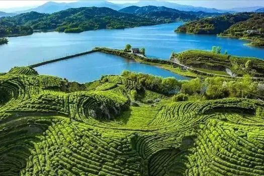 关于目标百亿!英山奋力擦亮“大别山生态名茶”金字招牌的资讯(4)