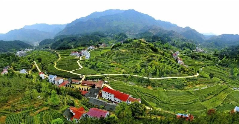 关于目标百亿!英山奋力擦亮“大别山生态名茶”金字招牌的资讯(1)