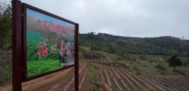 关于广安市+剑阁县 携手“升级”剑门关茶园的相关信息