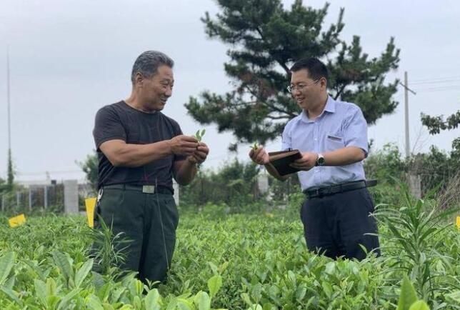 关于莒县农商银行：在一片小茶叶上做足做细金融服务乡村振兴大文章的内容