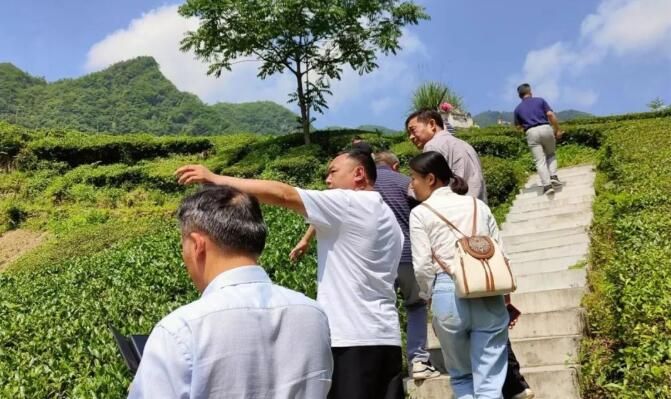 关于郑泽金一行赴采花调研茶叶产业发展工作的信息(1)