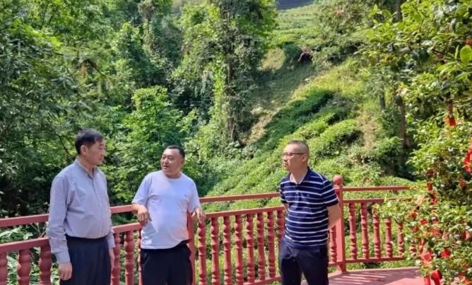 关于郑泽金一行赴采花调研茶叶产业发展工作的信息