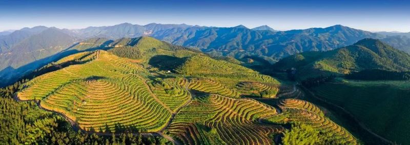 关于隆回县将举办首届“邵阳红”手工制茶和茶艺技能大赛的资讯