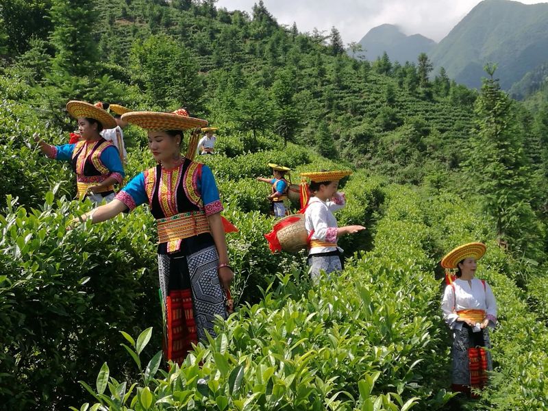 关于隆回县将举办首届“邵阳红”手工制茶和茶艺技能大赛的资讯(2)