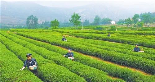 有关于被誉为世界“三大海岸绿茶”之一——日照绿茶好滋味的信息(1)