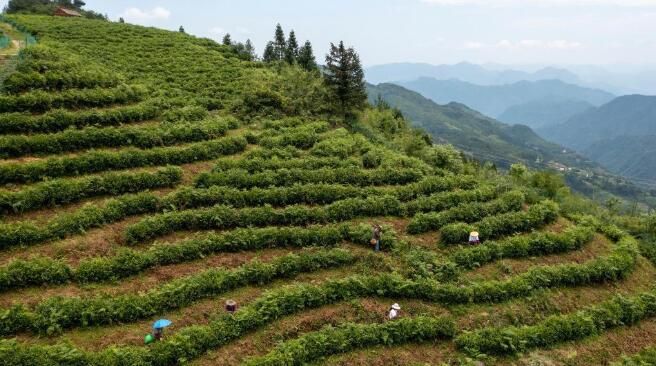 关于景宁县:夏日茶乡制茶忙的相关信息(3)