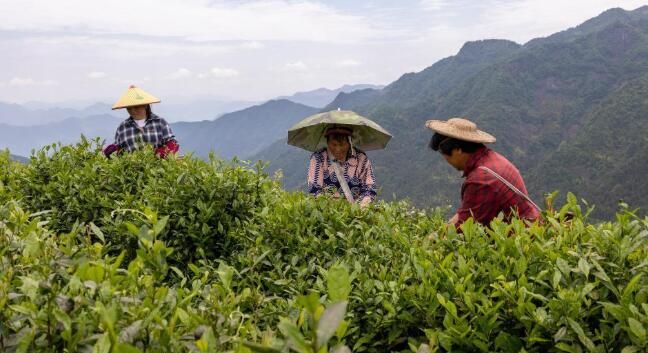 关于景宁县:夏日茶乡制茶忙的相关信息(2)